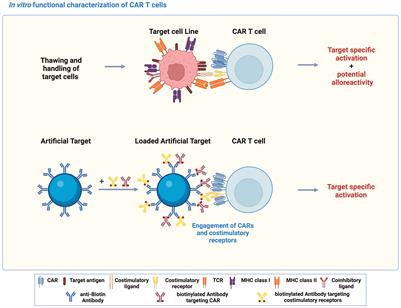 Artificial Targets: a versatile cell-free platform to characterize CAR T cell function in vitro